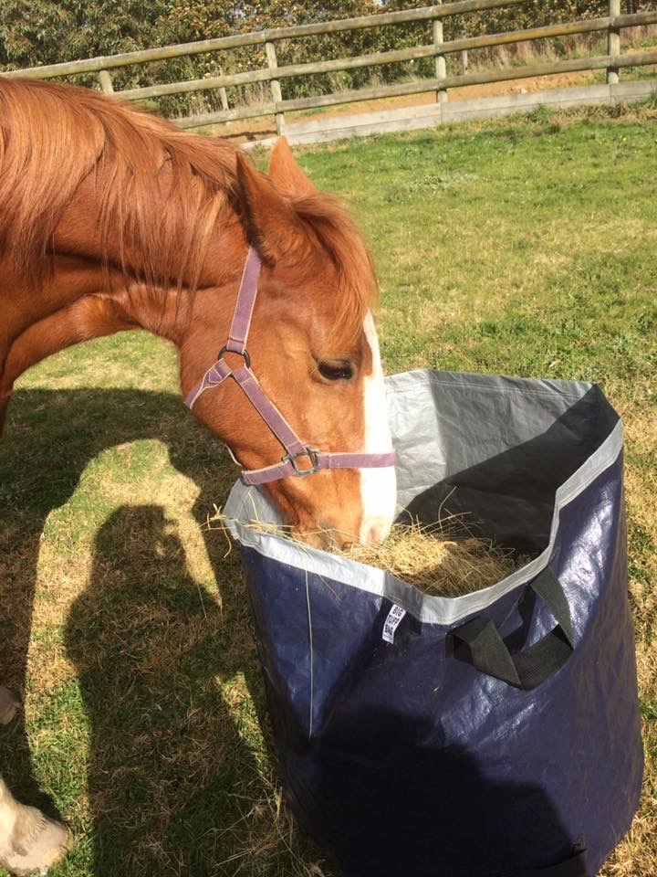 Horse eating hay from a blue Big Tuff Bag heavy-duty reusable garden bag